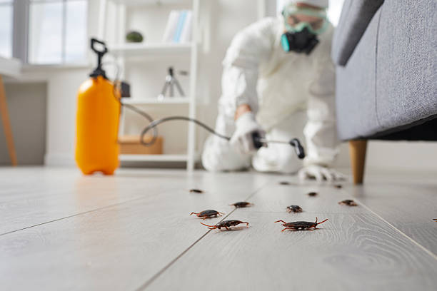 Commercial Kitchen Cockroach Control in Frontenac